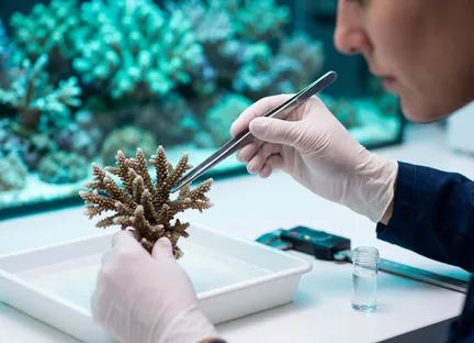 A researcher handling coral in a marine laboratory